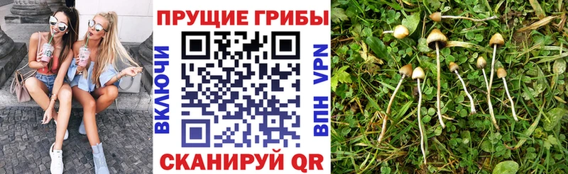 наркошоп  Верещагино  Псилоцибиновые грибы мухоморы 